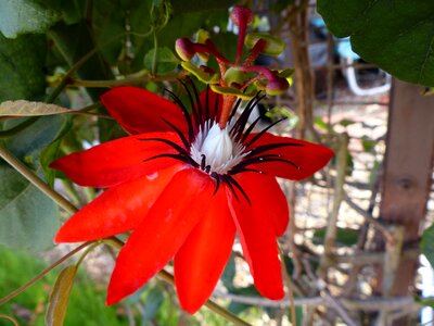 Floral plant natural