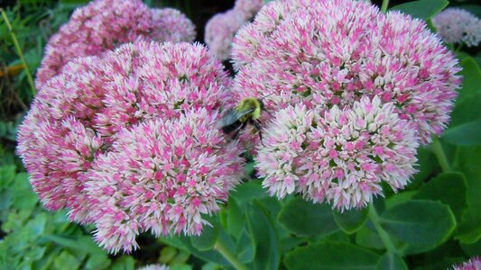 Bumblebee pollen insect photo