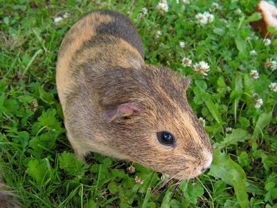 Female mammal grass