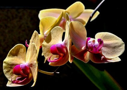 Purple flower orchid photo