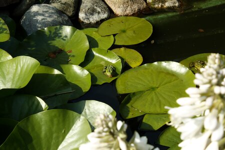 Foliage plants leaf foliage plants photo