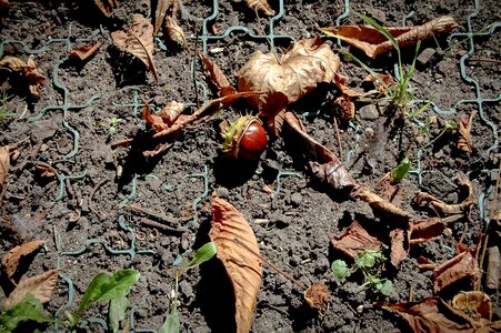 Chestnut flora grass
