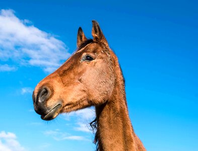 Animal blue sky cavalry