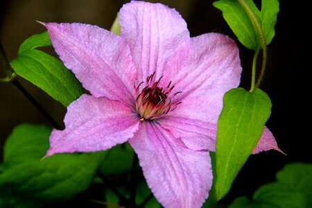 Clematis plant pink photo