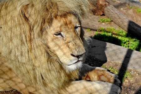 Head lion safari photo