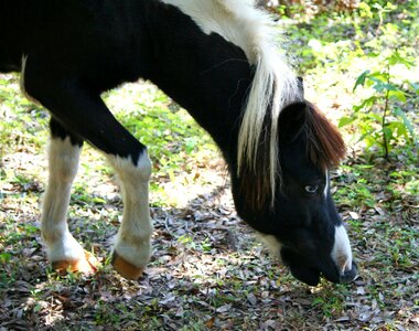 Nibble farm stable photo