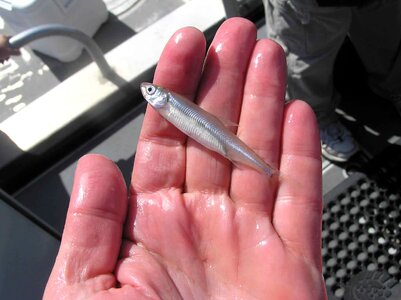 Delta fish smelt