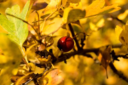 Autumn autumn season biology