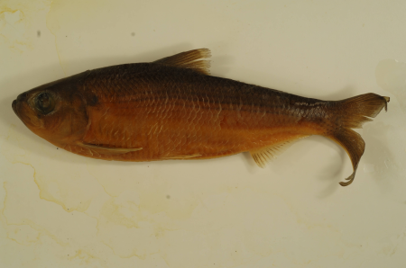 Alosa pseudoharengus-3