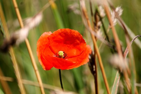 Field flowers meadow