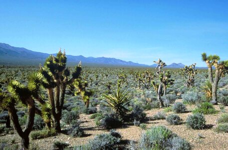 Botany desert forest