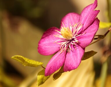 Blossom bloom nature