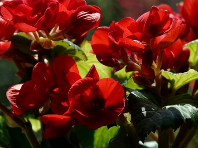 Begoniaceae begonia elatior hybrid elatior begonia photo