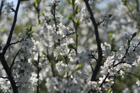 Nature apple tree leaves