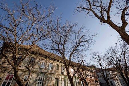 Branches buildings tree
