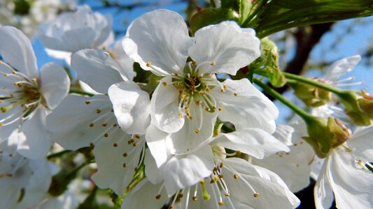 Bloom tree spring