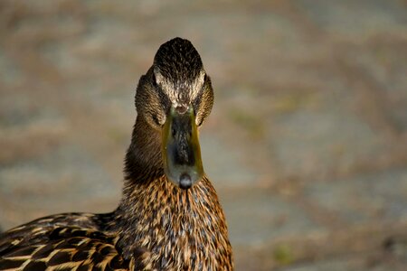 Ducks side view wildlife photo