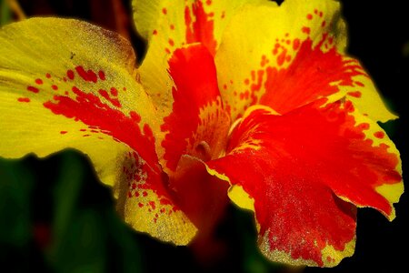 Beautiful beautiful flowers bloom