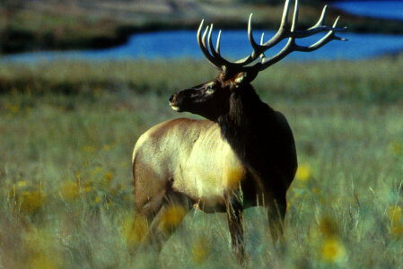 Bull elk