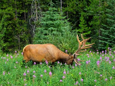 Canadien rockys nature alberta