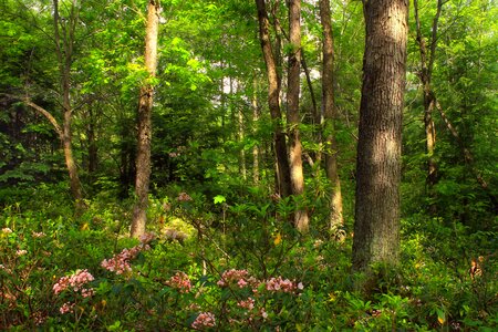 Bark beautiful flowers blooming photo