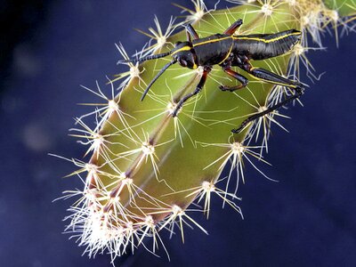 Thorns nature insect photo