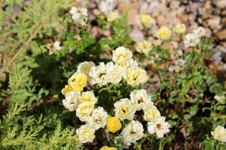 Flower nature rosebush