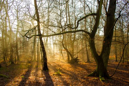 Hiking leaf lumber industry photo