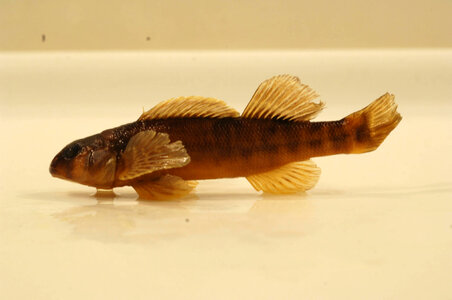 Etheostoma osburni-1