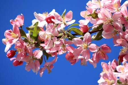 Beautiful Photo branch branches