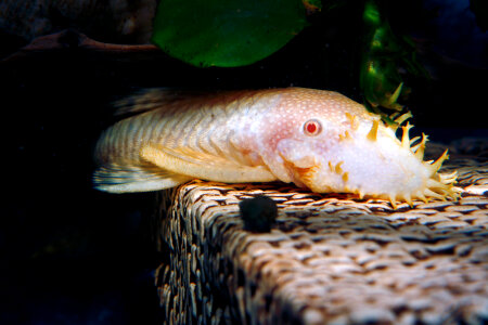 Aquarium fish photo