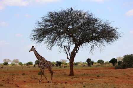 Giraffe safari kenya