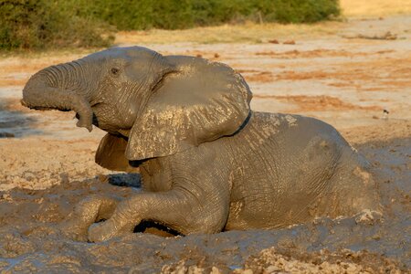 Elephant badespass mud bath