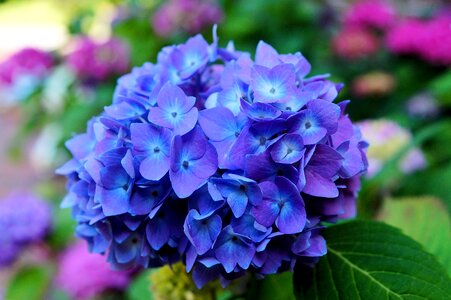 Blue inflorescence flora