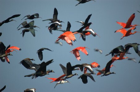 Faced whistling duck scarlet ibis black ibis photo