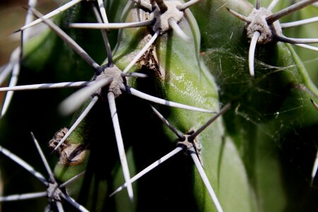 Agave Asparagaceae Aloe vera animal photo