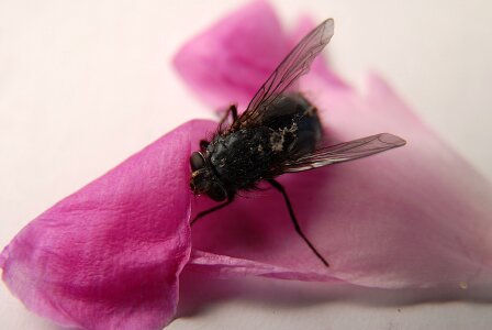 Sheet detailed macro photography