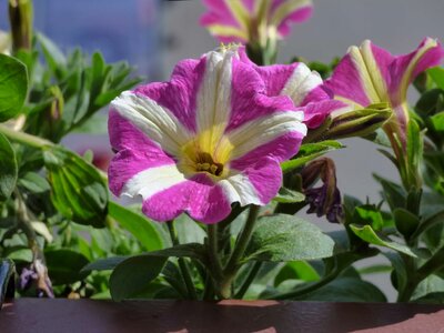 Petunia pistil purple photo