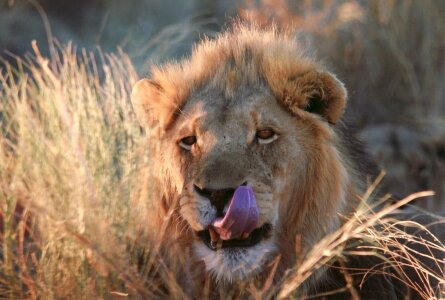 Wild life desert namibia photo