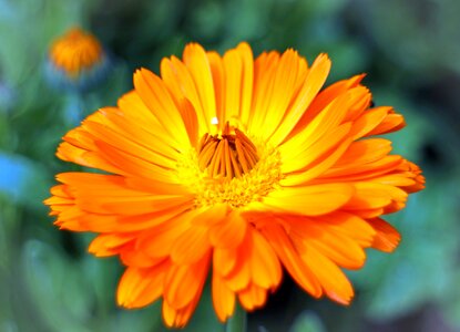 Gardening medicinal plant composites