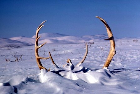 Animal caribou deer