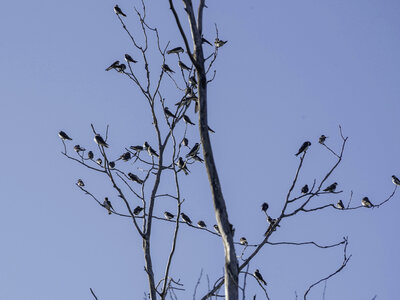 Small Birds on the tree branches