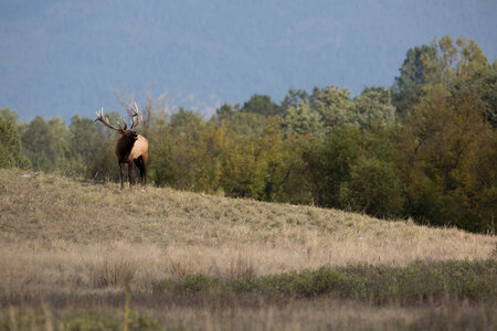 Bull Elk in landscape-4