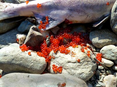 Fish dead spawn