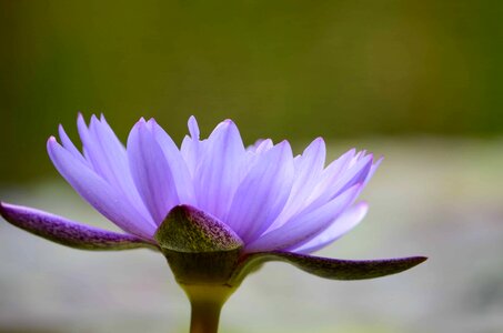 Aquatic beautiful beautiful flowers