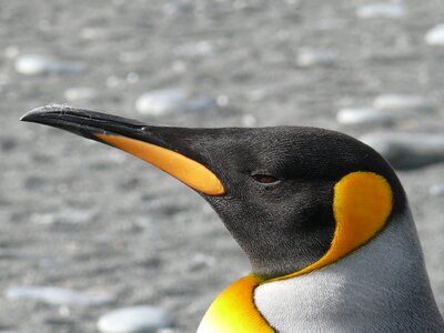 Water bird southern ocean antarctica