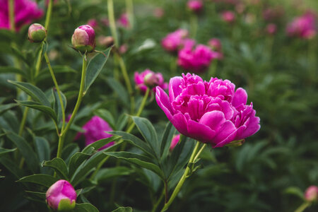 Pink Blossoms Garden photo