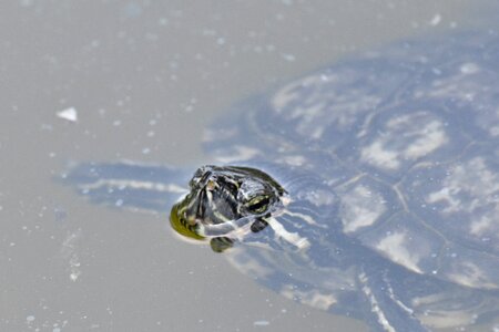 Endangered Species endemic turtle photo