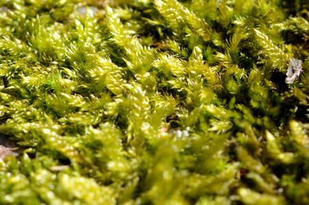 Nature wood fluffy