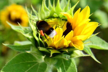 Agricultural agriculture animal